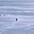 Nietzschean Penguin logo